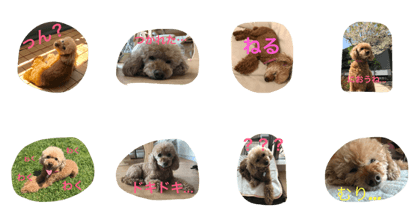 Poodle moco