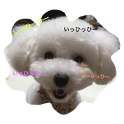 toy.poodle(white)