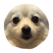Hi, I'm Pomeranian.
