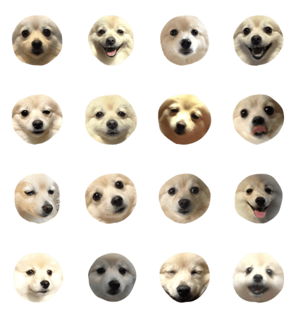 Hi, I'm Pomeranian.
