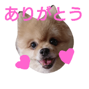 TEAM-JOE DARU ver.