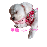 My dog.The name is Elsa.