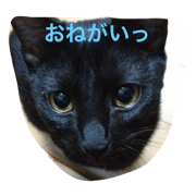 shimakuro