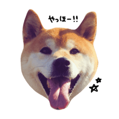 柴犬の営業部長クマ Line スタンプ Line Store