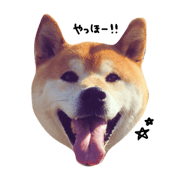 shinbainu_kuma