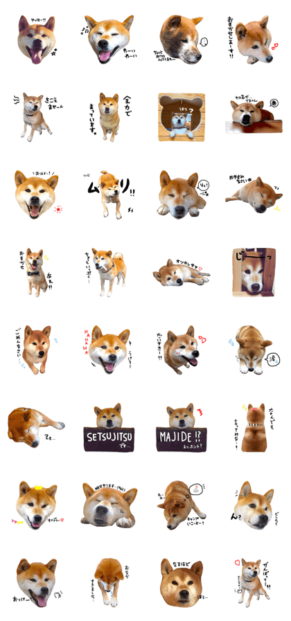 shinbainu_kuma