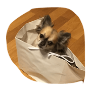 i am chihuahua wish