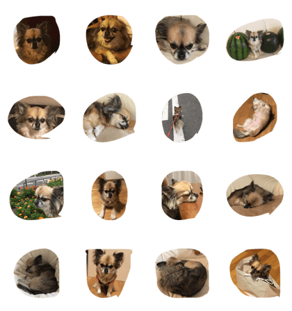 i am chihuahua wish
