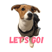Jack Russell Terrier1