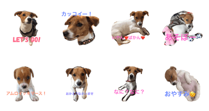 Jack Russell Terrier1