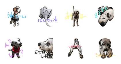 Dalmatian Oto