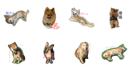 dog with dogs