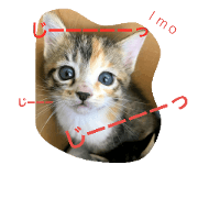 Japanese cat imo