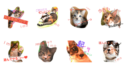 Japanese cat imo