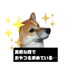 KINAKO_2021shiba