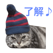 fatcat amesho chieko dailyconversation.