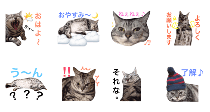 fatcat amesho chieko dailyconversation.