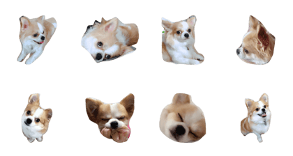 Chihuahua chocolat