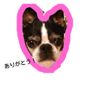 hakulily