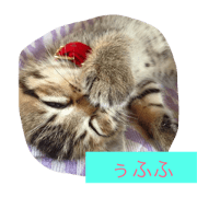 catlove5510