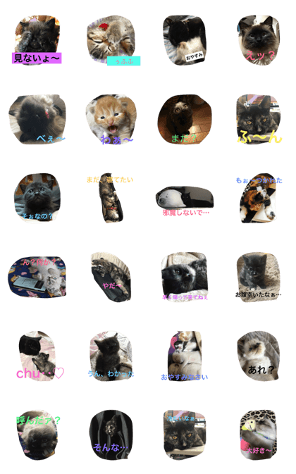 catlove5510