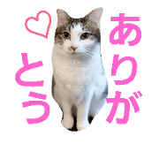 nyancotachi