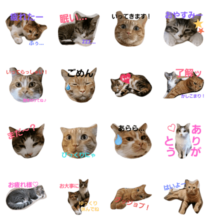 nyancotachi