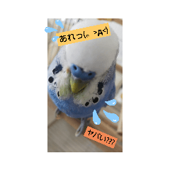 セキセイインコのPeeちゃんとピピちゃん