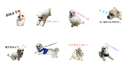 INU no  Pairu