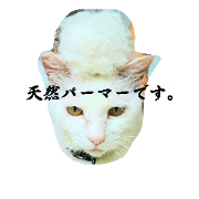 CatMind