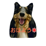 Sheltiestamp