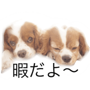 chokokuru2