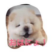 cute potato dog