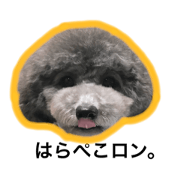 Ronald poodle