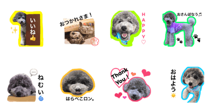 Ronald poodle