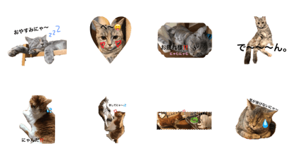 NYAN ZU of my home-