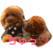 2Toypoodles_Qoo&Chicchi