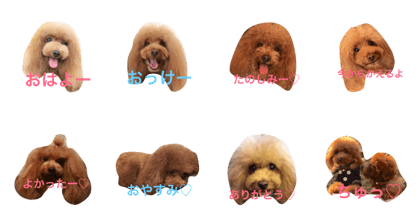 2Toypoodles_Qoo&Chicchi
