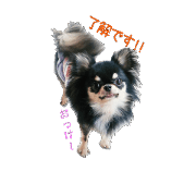 Tiara Crystal Chihuahuas!