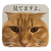 watashinoneko
