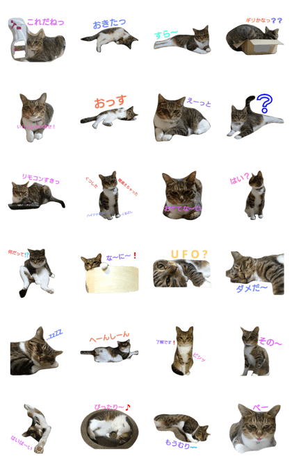 Talking cat naacan2