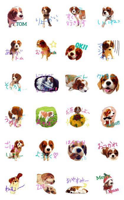 Cavalier TOM