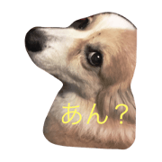We play as Corgi's do.