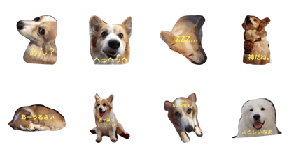We play as Corgi's do.