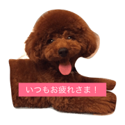 TODAY's HACHI