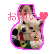 chiwawanosora