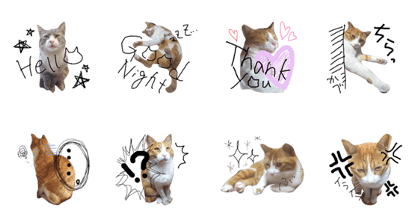Cuty,Lovely, Useful Cat Stamp