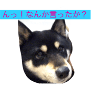 Shibainu photo stamps .