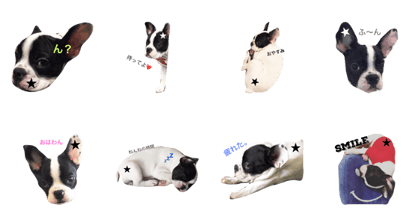 Frenchbulldog kurumi