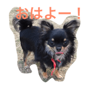 Chihuahua Sisters